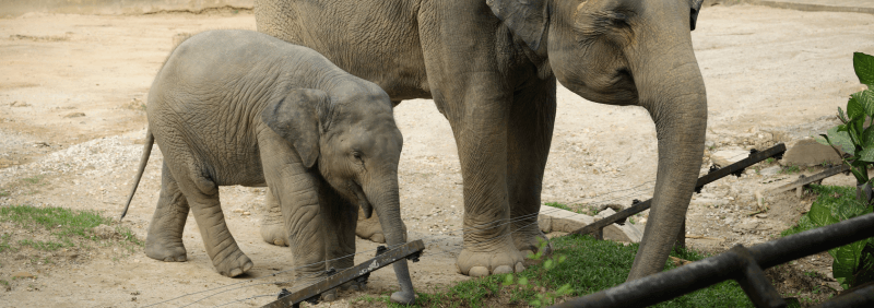 Elephants at an animal sanctuary.